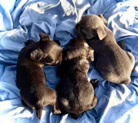 Bently, a male French Bulldog for sale in Lake City, FL – 3 of 3