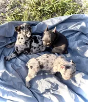 Candy, a female French Bulldog for sale in Lake City, FL – 4 of 4