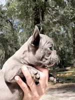 Cierra, a female French Bulldog for sale in Lake City, FL – 3 of 5