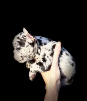 Maddie, a female French Bulldog for sale in Lake City, FL – 2 of 5