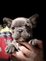 Cierra, a female French Bulldog for sale in Lake City, FL – 2 of 5