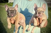 Claire, a female French Bulldog for sale in Lake City, FL – 8 of 10