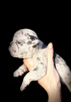 Candy, a female French Bulldog for sale in Lake City, FL – 2 of 4