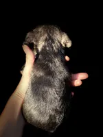 Bently, a male French Bulldog for sale in Lake City, FL – 2 of 3