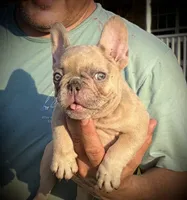 Claire, a female French Bulldog for sale in Lake City, FL – 2 of 10