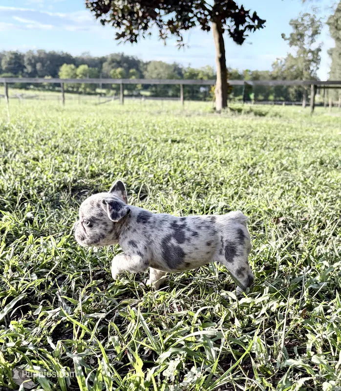 Candy – French Bulldog puppy for sale in Lake City, FL