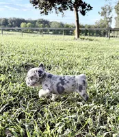 Candy, a female French Bulldog for sale in Lake City, FL – 1 of 4