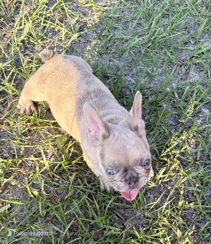 Claire – French Bulldog puppy for sale in Lake City, FL