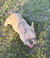 Claire, a female French Bulldog for sale in Lake City, FL – 1 of 10
