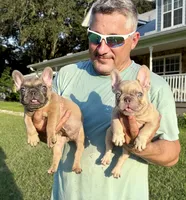 Carter, a female French Bulldog for sale in Lake City, FL – 6 of 6