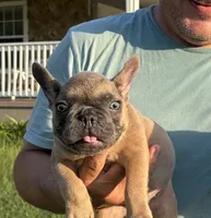 Carter, a female French Bulldog for sale in Lake City, FL – 4 of 6