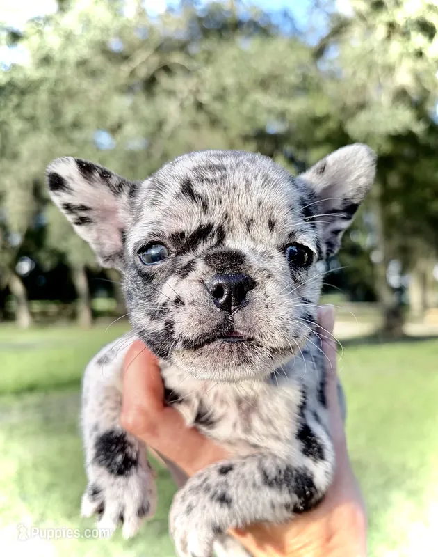 Maddie – French Bulldog puppy for sale in Lake City, FL