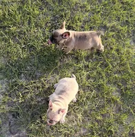 Claire, a female French Bulldog for sale in Lake City, FL – 6 of 10