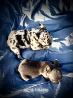 Maddie, a female French Bulldog for sale in Lake City, FL – 4 of 5