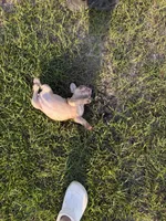 Claire, a female French Bulldog for sale in Lake City, FL – 7 of 10