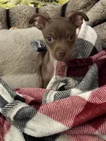 Paco, a male Chihuahua for sale in El Paso, TX – Photo 5 of 6