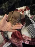 Paco, a male Chihuahua for sale in El Paso, TX – Photo 2 of 6