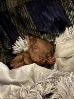 Paco, a male Chihuahua for sale in El Paso, TX – Photo 1 of 6