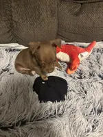 Paco, a male Chihuahua for sale in El Paso, TX – Photo 3 of 6