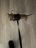 Paco, a male Chihuahua for sale in El Paso, TX – Photo 4 of 6