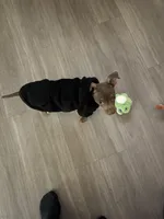 Paco, a male Chihuahua for sale in El Paso, TX – Photo 6 of 6