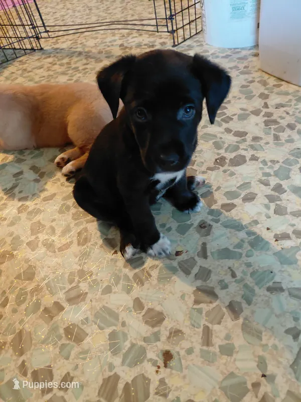 Minnie Mouse – Australian Cattle Dog, Border Collie puppy for sale in Brooklyn, MI