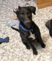 Wolfie Boy, a male Australian Cattle Dog and Border Collie for sale in Brooklyn, MI – 2 of 3