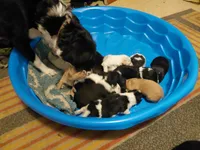 Sir Lockhart , a male Australian Cattle Dog and Border Collie for sale in Brooklyn, MI – 3 of 3