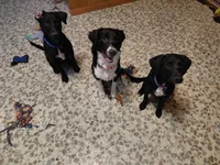 Wolfie Boy, a male Australian Cattle Dog and Border Collie for sale in Brooklyn, MI – 3 of 3