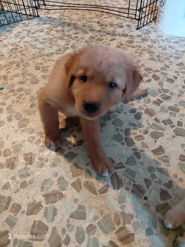 Sir Lockhart *Australian Red Coat* – Australian Cattle Dog, Border Collie puppy for sale in Brooklyn, MI