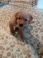 Sir Lockhart *Australian Red Coat*, a male Australian Cattle Dog and Border Collie for sale in Brooklyn, MI – 1 of 5