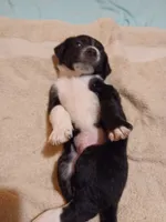Sir Conquest, a male Australian Cattle Dog and Border Collie for sale in Brooklyn, MI – 3 of 5