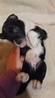 Mister Yoshi, a male Australian Cattle Dog and Border Collie for sale in Brooklyn, MI – 1 of 5