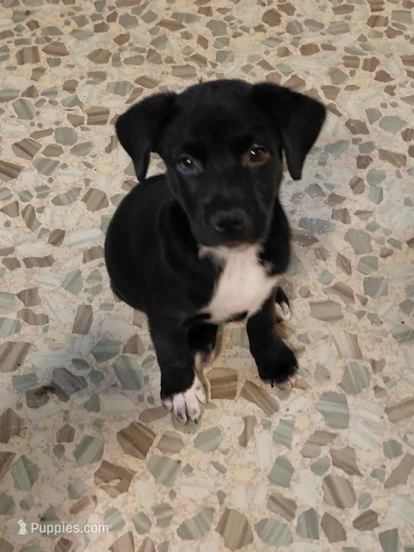 Minnie Mouse – Australian Cattle Dog, Border Collie puppy for sale in Brooklyn, MI
