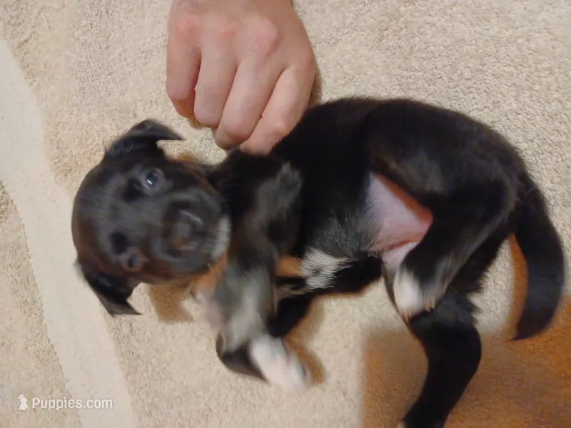 Minnie Mouse – Australian Cattle Dog, Border Collie puppy for sale in Brooklyn, MI