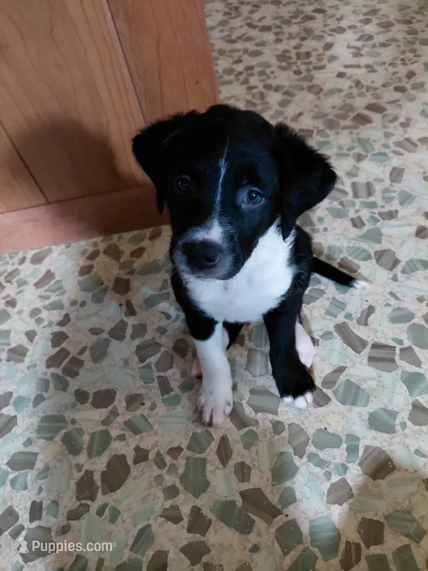 Sir Conquest – Australian Cattle Dog, Border Collie puppy for sale in Brooklyn, MI