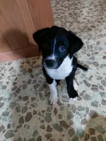 Sir Quest, a male Australian Cattle Dog and Border Collie for sale in Brooklyn, MI – 1 of 7