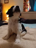 Sir Beauregard, a male Australian Cattle Dog and Border Collie for sale in Brooklyn, MI – 2 of 5