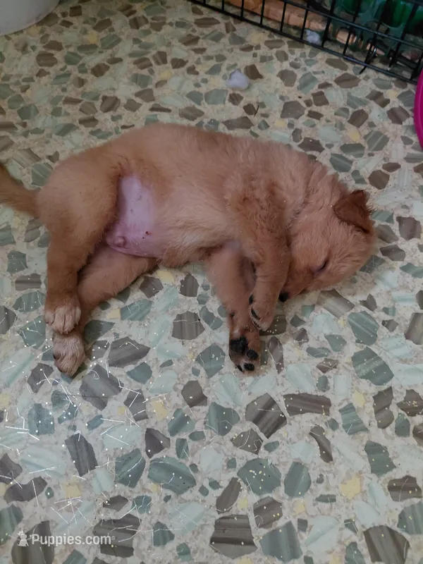 Sir Lockhart  – Australian Cattle Dog, Border Collie puppy for sale in Brooklyn, MI