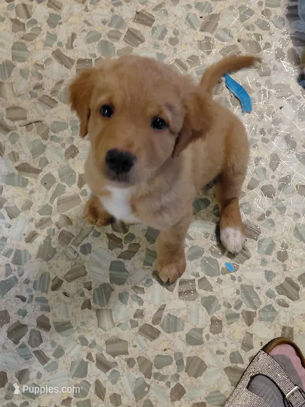 Sir Lockhart *Gold & Red Coat* – Australian Cattle Dog, Border Collie puppy for sale in Brooklyn, MI