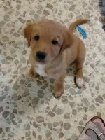 Sir Lockhart *Gold & Red Coat*, a male Australian Cattle Dog and Border Collie for sale in Brooklyn, MI – 1 of 6