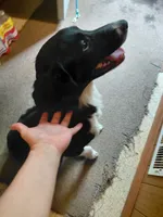 Beanie Baby, a female Australian Cattle Dog and Border Collie for sale in Brooklyn, MI – 2 of 3