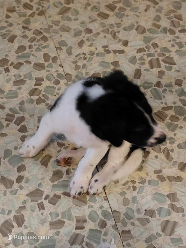 Sir Beauregard – Australian Cattle Dog, Border Collie puppy for sale in Brooklyn, MI