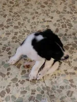 Sir Beauregard, a male Australian Cattle Dog and Border Collie for sale in Brooklyn, MI – 2 of 7