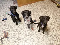 Starr Baby, a female Australian Cattle Dog and Border Collie for sale in Brooklyn, MI – 3 of 3