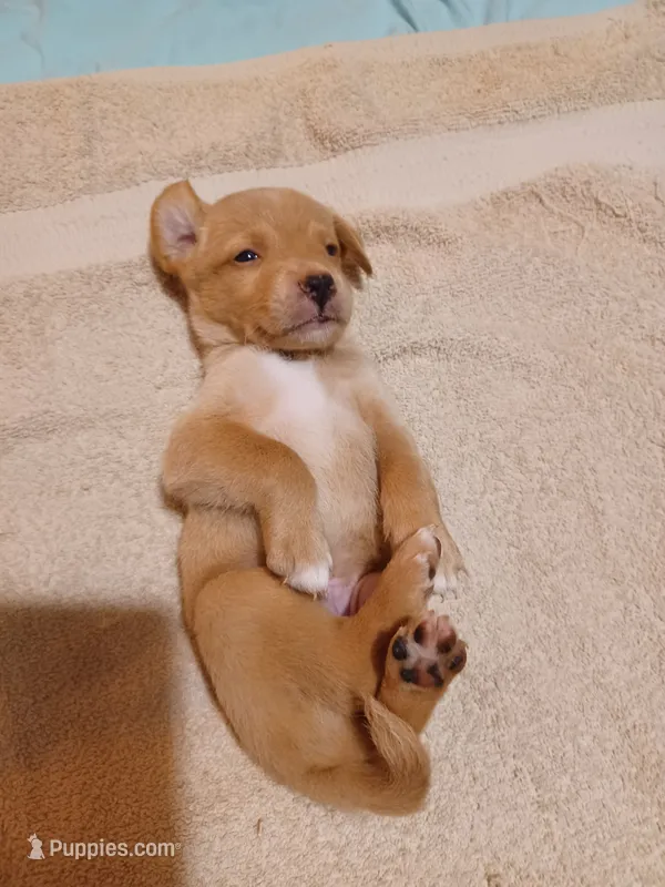Lord Barnaby – Australian Cattle Dog, Border Collie puppy for sale in Brooklyn, MI