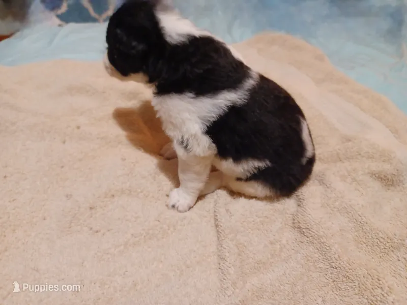 Sir Beauregard – Australian Cattle Dog, Border Collie puppy for sale in Brooklyn, MI