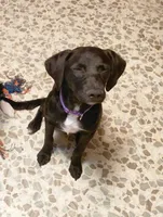 Starr Baby, a female Australian Cattle Dog and Border Collie for sale in Brooklyn, MI – 2 of 3