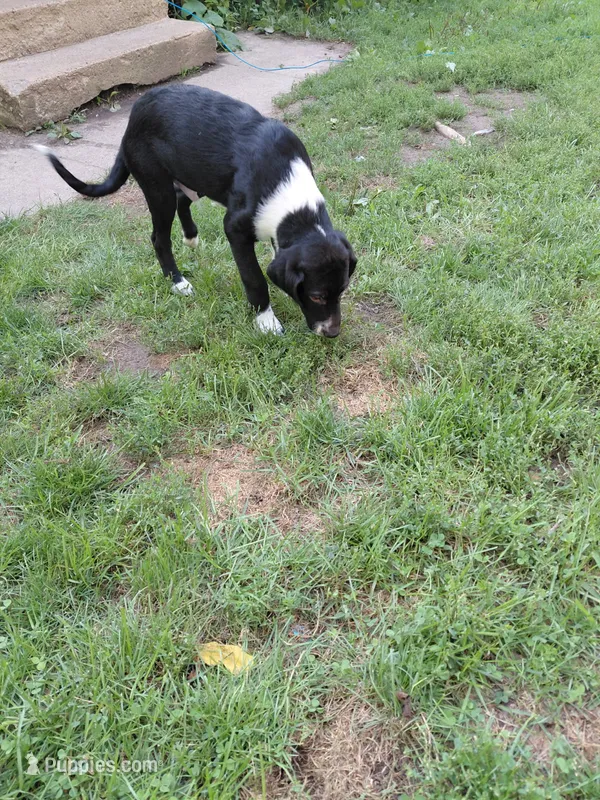 Master Yoshi, a male Australian Cattle Dog and Border Collie for sale in Brooklyn, MI – 1 of 7