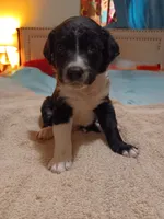Sir Conquest, a male Australian Cattle Dog and Border Collie for sale in Brooklyn, MI – 2 of 5